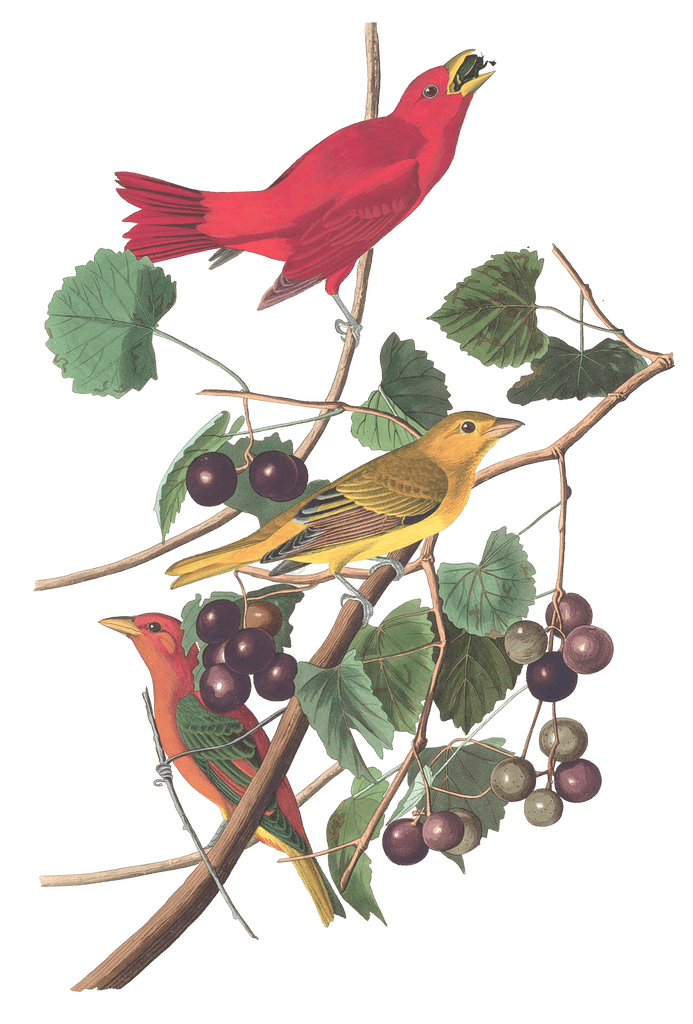 Summer Red Bird Bird Vintage Illustrations