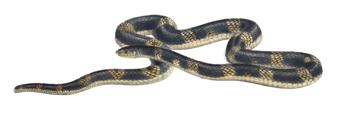 Sundevalls garter snake Elaps Sunderwallii Vintage Illustration