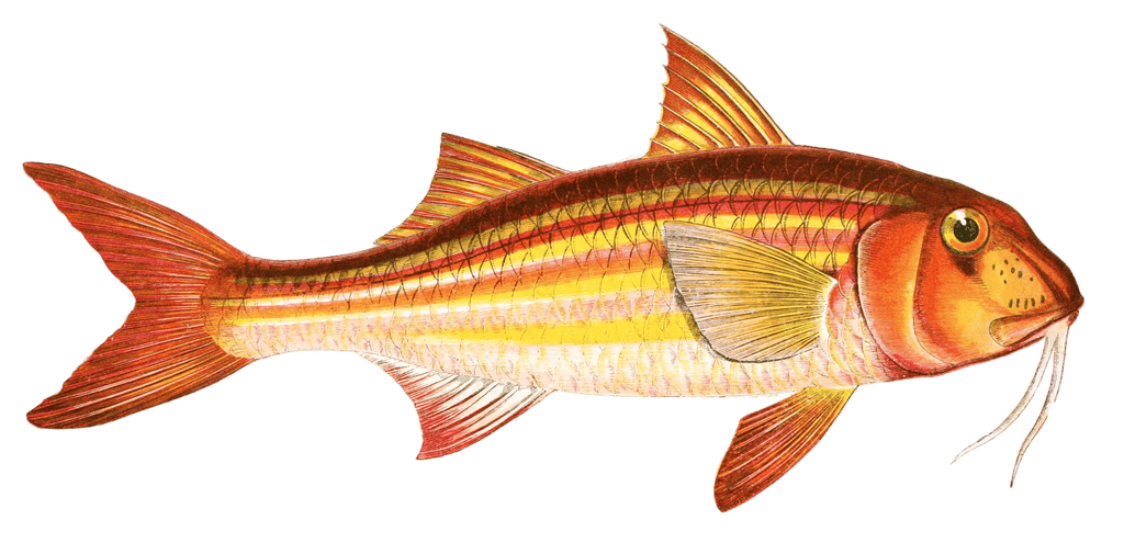 Surmullet Fish Vintage Illustration