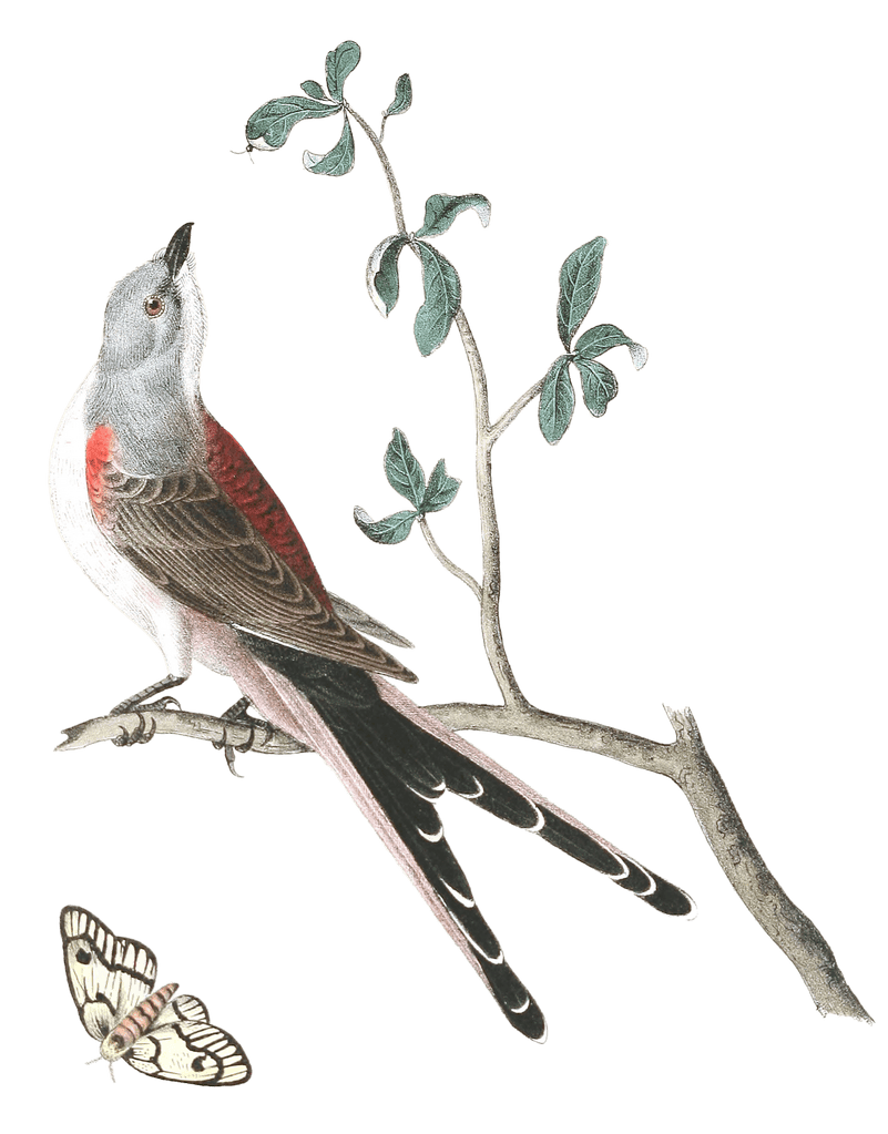 Swallow Tailed Flycatcher Bird Vintage Illustrations