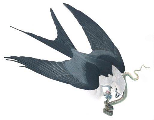Swallow Tailed Hawk Bird Vintage Illustrations