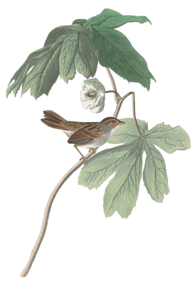 Swamp Sparrow Bird Vintage Illustrations