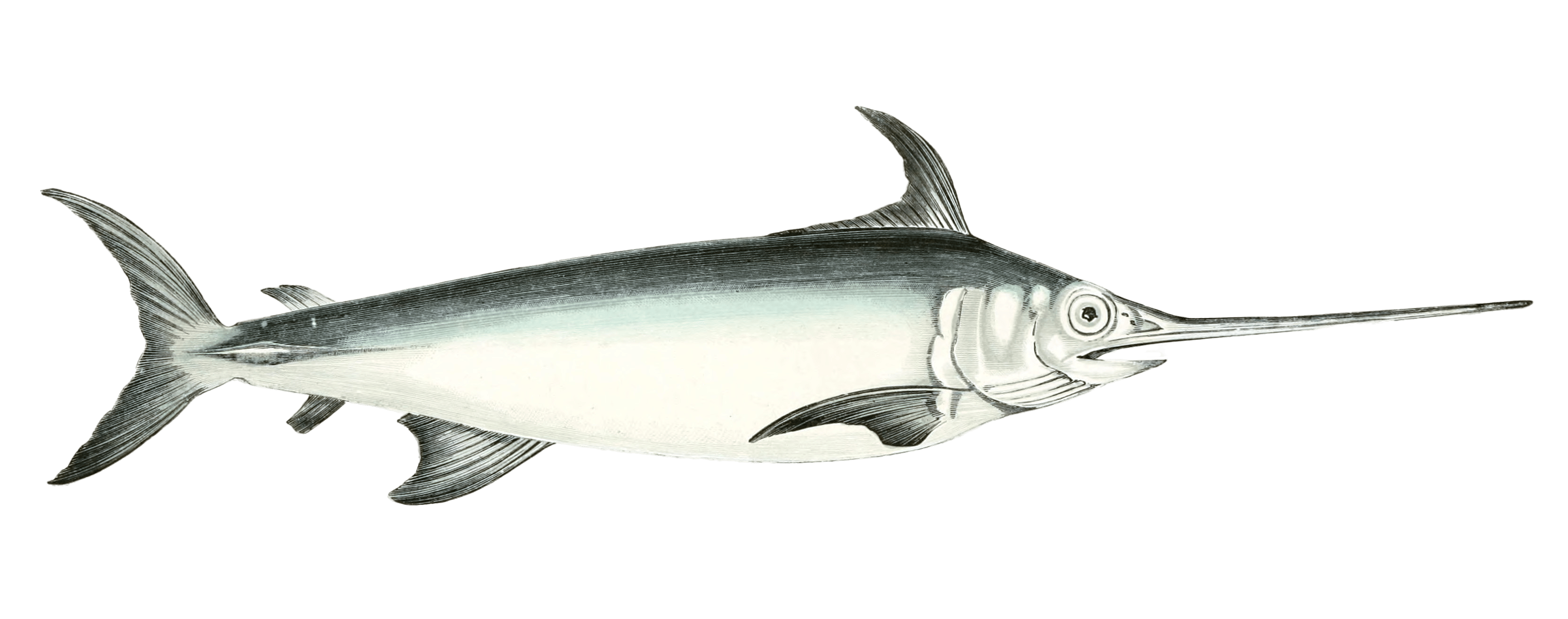Swordfish Vintage Illustration