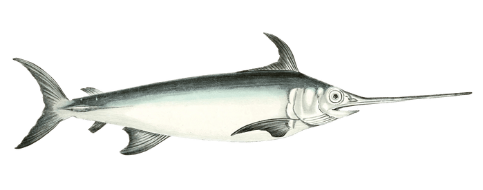 Swordfish Vintage Illustration