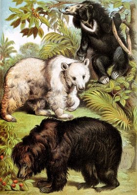 Syrian Bear Sloth Bear and Bornean Sun Bear Vintage Illustrations