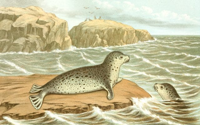 THe Marble or ringed Seal Vintage illustration