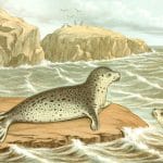 THe Marble or ringed Seal Vintage illustration