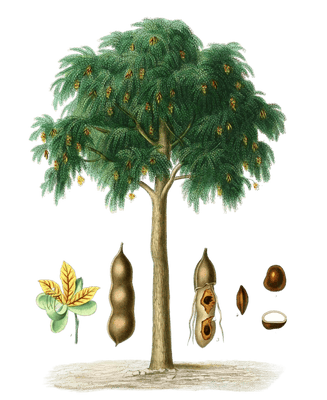 Tamarind-Tree-tamarinier