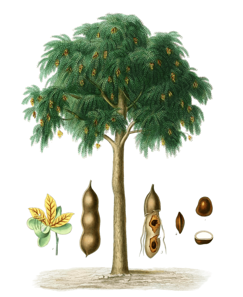 Tamarind-Tree-tamarinier