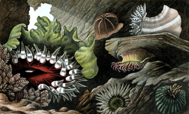 Tealia Crassicornis Bunodes Cemmacea Ballii Thallia Vintage Sea Anemone Illustration