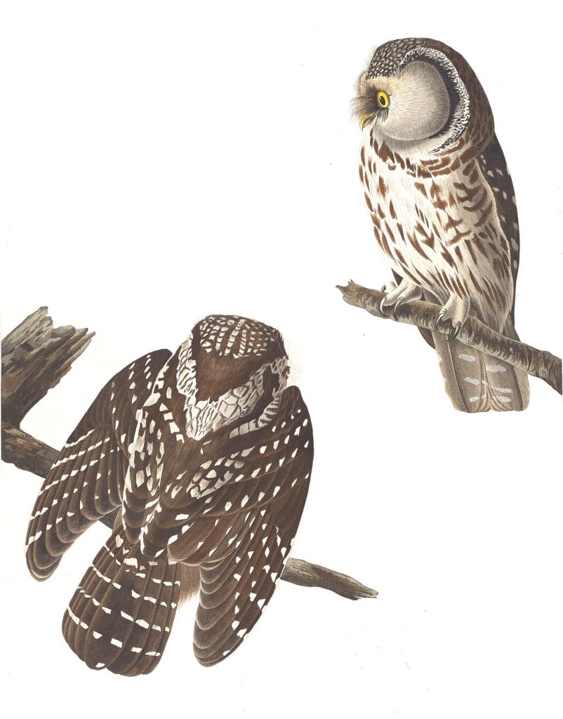 Tengmalms Night Owl Bird Vintage Illustrations