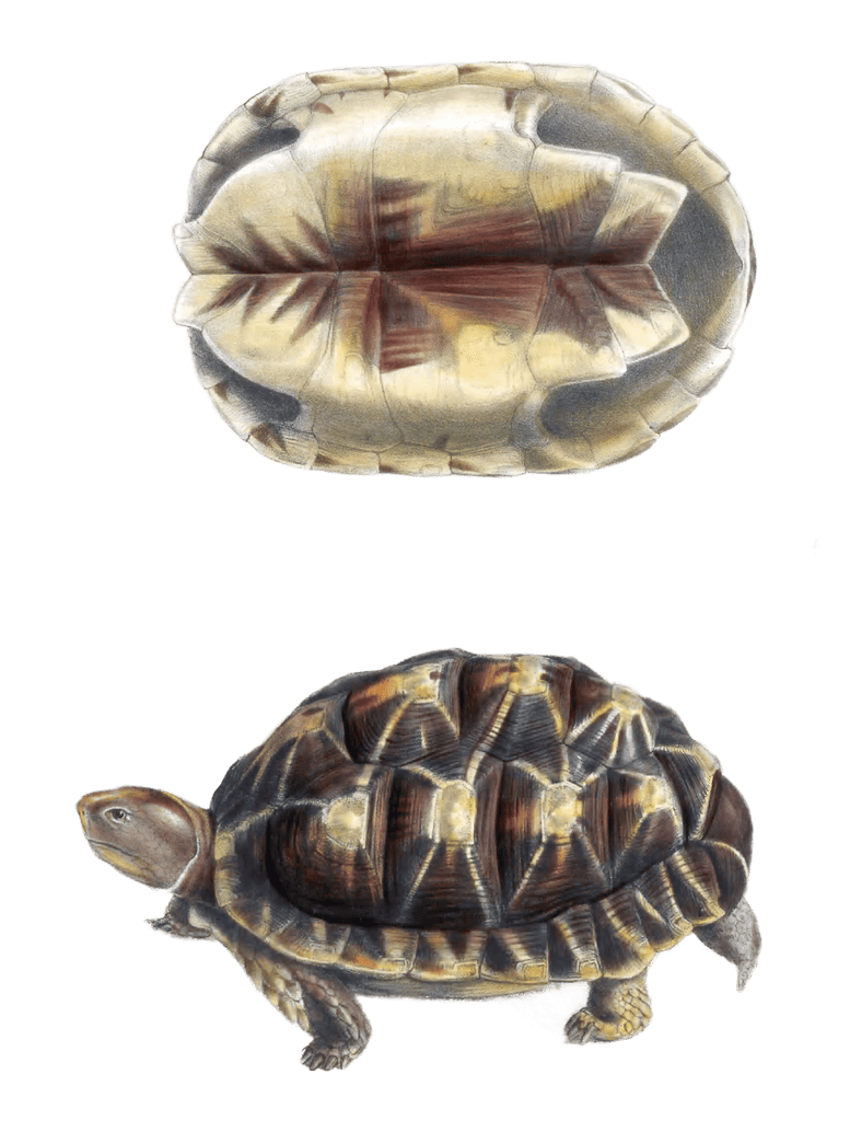 Tent tortoise Testudo Verroxii Vintage Illustration