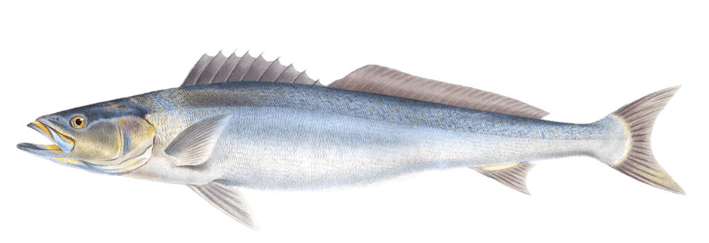 Teraglin Fish Otolithus Aequidens