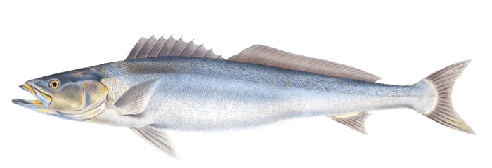 Teraglin Fish Otolithus Aequidens