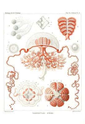 Thamnostylus Dinema Vintage Jellyfish Illustration
