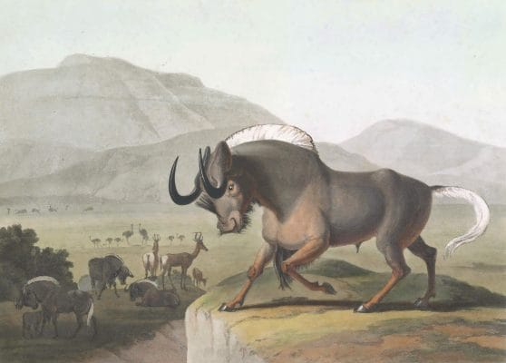 The Gnoo Or Wildebeest Vintage Animal Illustration