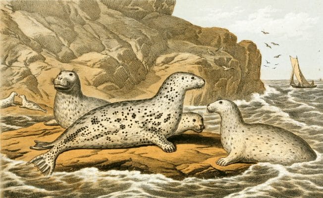The Grey Seal Vintage illustration
