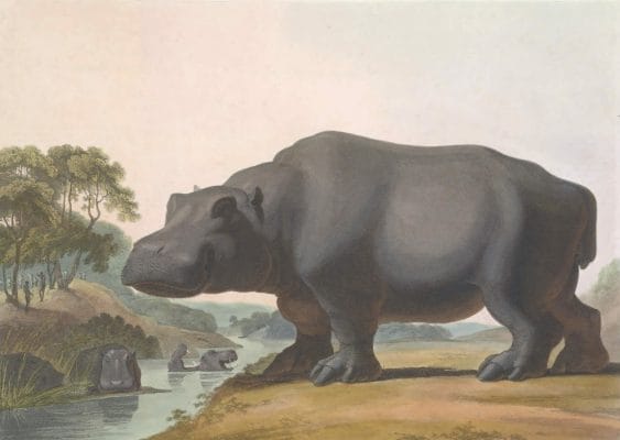 The Hippopotamus Vintage Animal Illustration