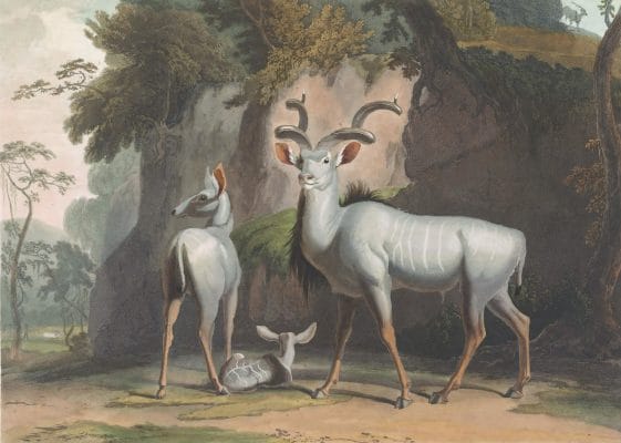 The Koodoo Or Greater Kudu Vintage Animal Illustration