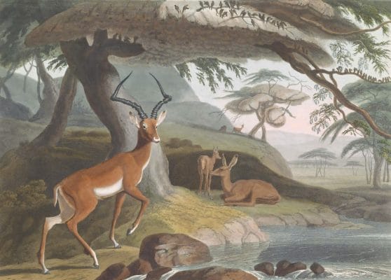The Pallah Vintage Animal Illustration