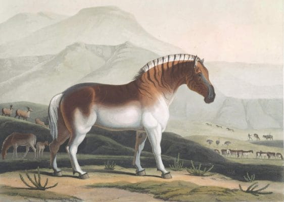The Quahkah Vintage Animal Illustration