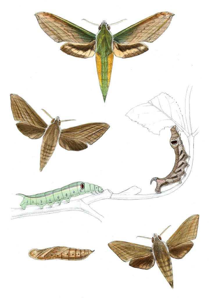 Theretra-Nessus-Hathia-Tenebrosa-Hathia-Lucasii-Moth-Vintage-Illustration