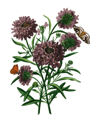 Thlaspi Or Taraspic Pennycress Vintage Flower Illustration