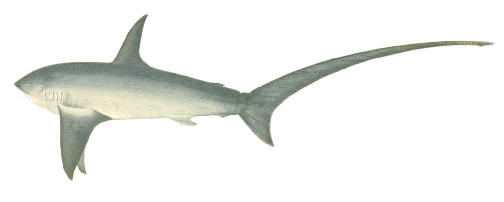 Thrasher Shark Vintage Illustration