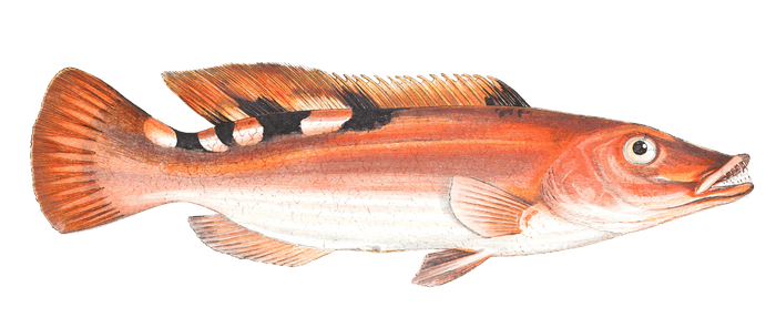 Three Spotted Wrass Fish Vintage Illustration