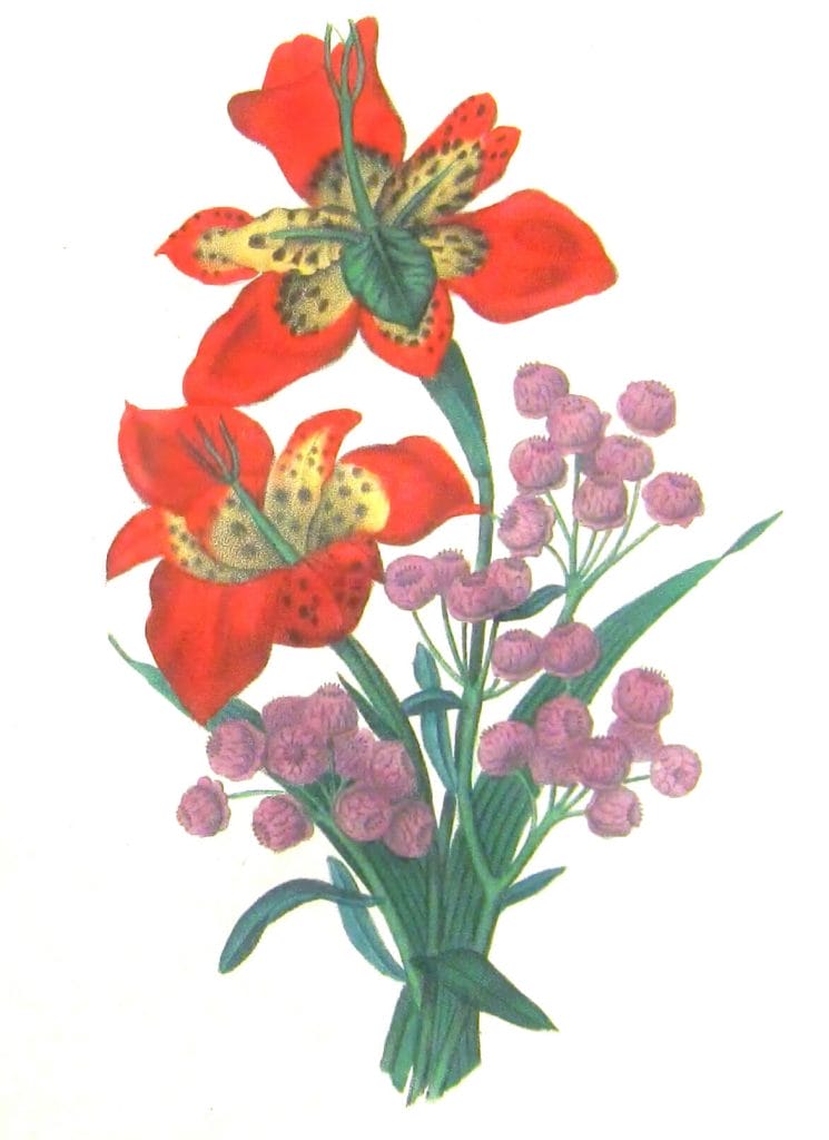 Tigridia Pavonia Vintage Flower Illustration
