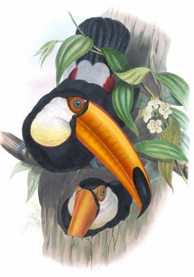 Toco-toucan-Rampilastos-Toco