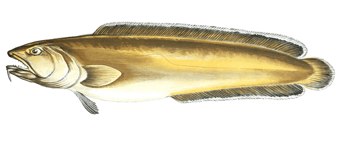 Torsk Fish Vintage Illustration
