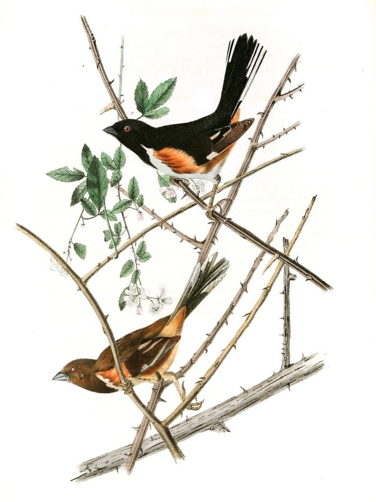 Towhe Ground Finch Bird Vintage Illustrations