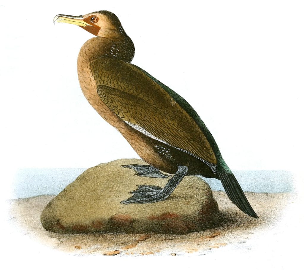 Townsends Cormorant Bird Vintage Illustrations