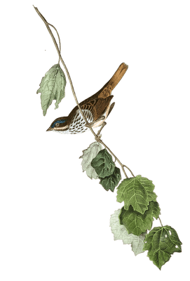 Townsends Finch Bird Vintage Illustrations
