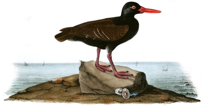 Townsends Oyster Catcher Bird Vintage Illustrations