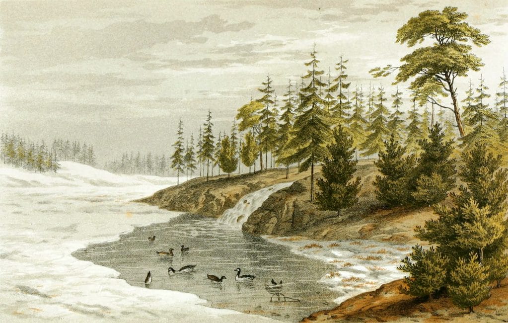 Trapping Water fowl in lapland Vintage Hunting illustration