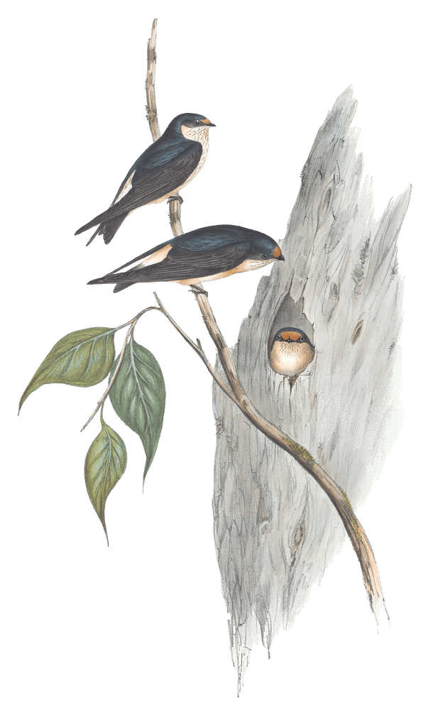 Tree Martin Bird Vintage Illustrations