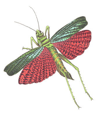 Triple Spined Locust Vintage Insect Illustration
