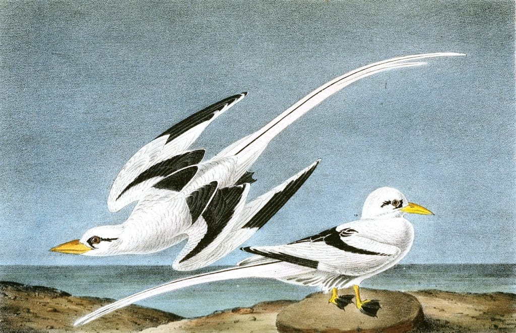 Tropic bird Vintage Illustrations
