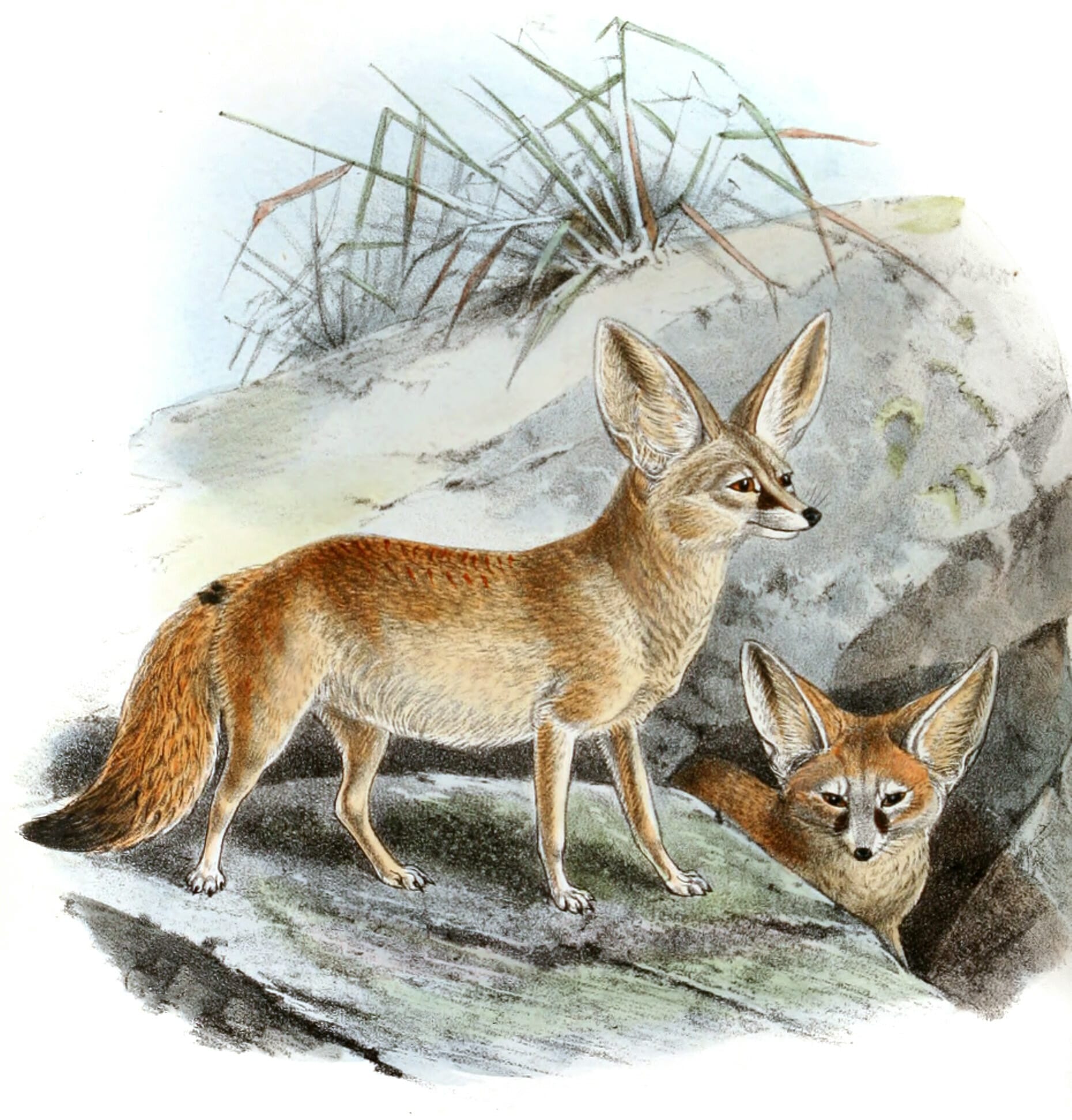 vintage fox illustration tumblr