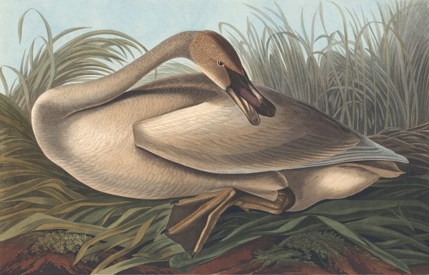 Trumpeter Swan Bird Vintage Illustrations