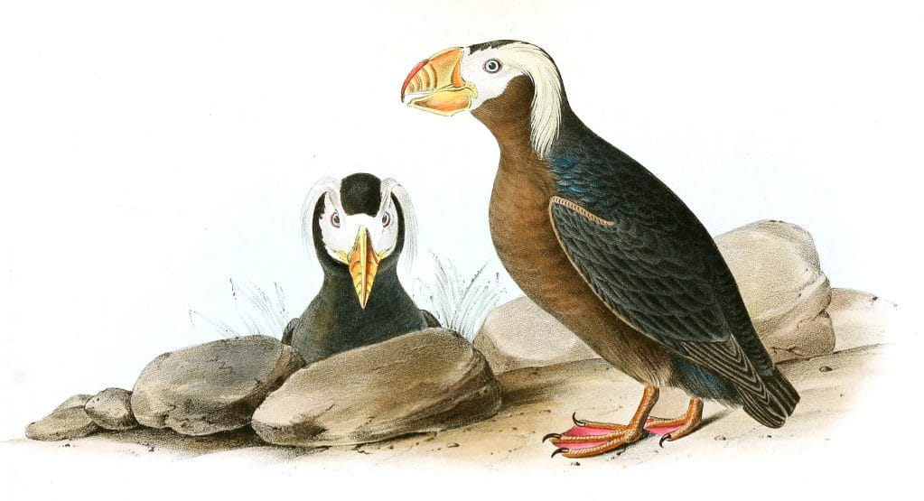 Tufted Puffin Bird Vintage Illustrations