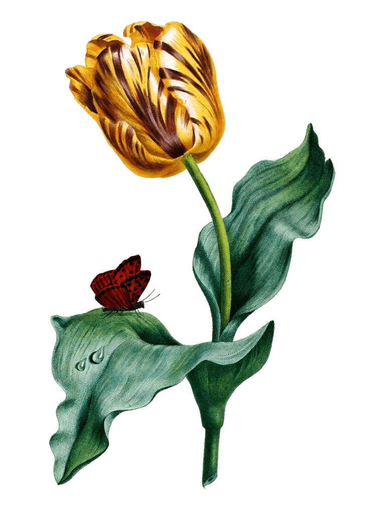 Tulip Vintage Flower Illustration