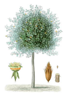 Tulip-tree-Tulipier-de-Virginie