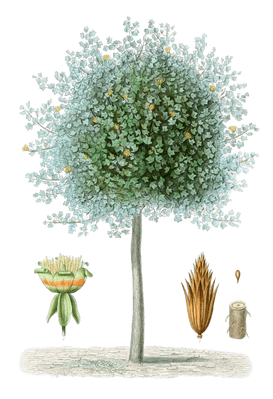 Tulip-tree-Tulipier-de-Virginie