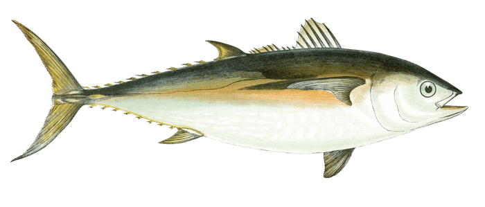 Tunny Tuna Fish Vintage Illustration
