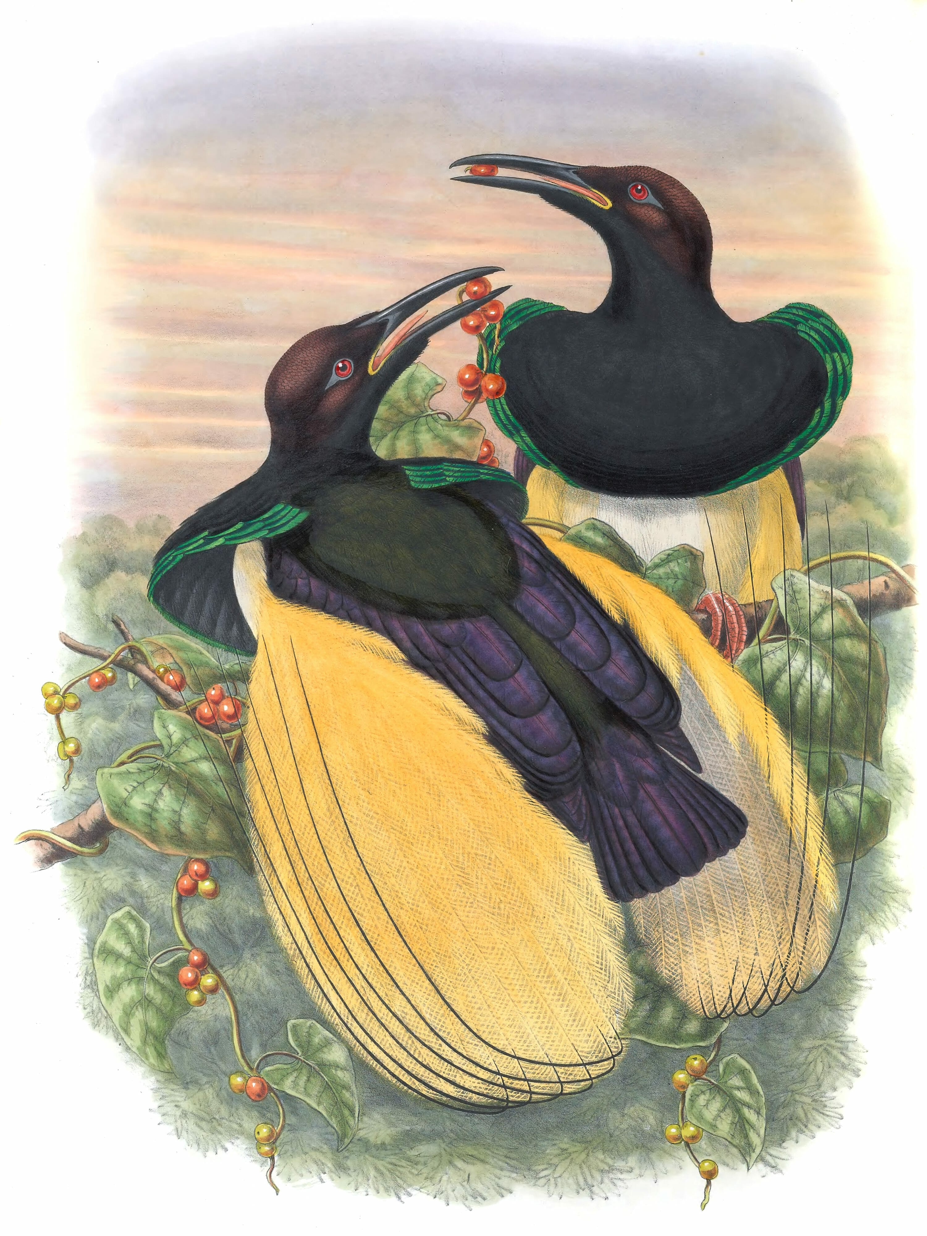 twelve-wired-bird-of-paradise-vintage-illustration-free-vintage
