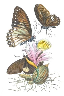 Two Additional Species Of Papilio Vintage Illustration