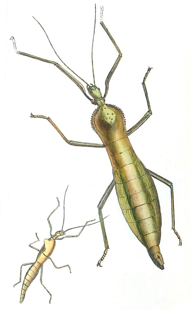 Two Species Op Spectre Insects Vintage Illustration